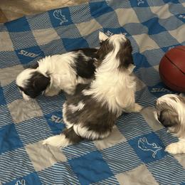 Shih Tzu Puppies from Added family