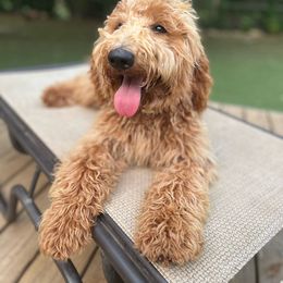Papaya - Apricot Goldendoodle puppy in Fort Worth, Texas from Shapa Breeding