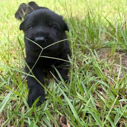 Boy 3 - Black male German Shepherd puppy in Gainesville, Georgia from Vom Haus Schair-Finest Working line German Shepherd Puppies