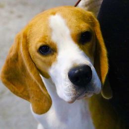Clover - Beagle