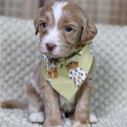 Sailor - Red  male Goldendoodle puppy in Warsaw, Ohio from Lovabledoodles