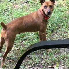 Treeing Feists from Tark Hill Feists