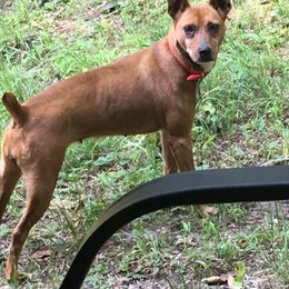 Treeing Feists from Tark Hill Feists