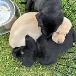 Labrador Retriever Puppies from Hunter’s Moon Retrievers