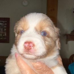 Sunny - Red merle male Toy Australian Shepherd puppy in Fort White, Florida from Triple-s-kennel