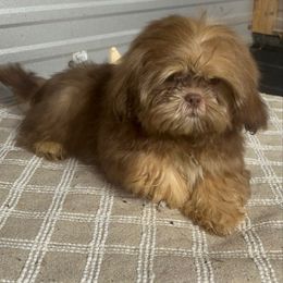 AKC Buddy LIVER DOBIE - Chocolate and tan male Shih Tzu puppy in Elgin, South Carolina from Silver Bells Paw Prints