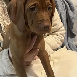 Boy 3 - male Vizsla puppy in Oswego, Illinois from Vizslas of Illinois