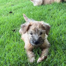 Black - Wheaten male Soft Coated Wheaten Terrier puppy in Gordonville, Texas from Serenity Valley Wheatens