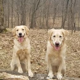 Golden Retrievers from Southstar Golden Retrievers