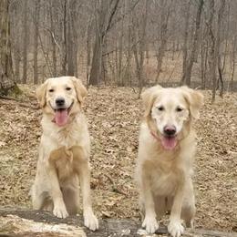 Golden Retrievers from Southstar Golden Retrievers
