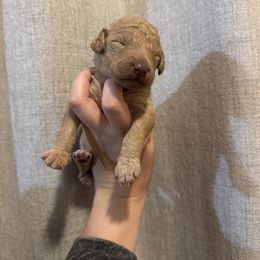 Blue - Apricot male Goldendoodle puppy in Sanford, Florida from Florida Coast Golden Doodles