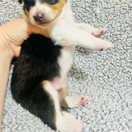Basil - Black white and tan male Collie puppy in Henderson, Nevada from River Spirit Collies