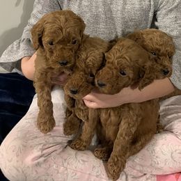 Aussiedoodle, Miniature Australian Shepherd, and Poodle Puppies from Sandy Creek Kennels