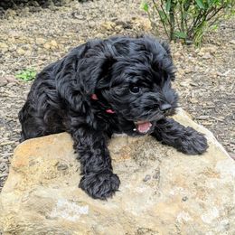 Miniature Schnauzer Puppies from Green Family Companion Kennel
