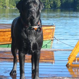 Labrador Retrievers from Shadowfax Labradors