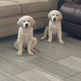 Golden Retriever Puppies from Sunshine Mountain Retrievers