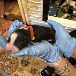 Tiger - Black & white male Toy Australian Shepherd puppy in Nemo, Texas from Fairway Furries
