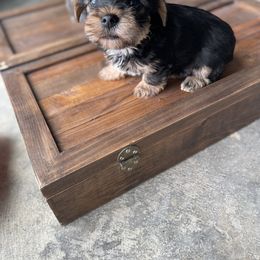 Miniature Schnauzer and Yorkshire Terrier Puppies from Copper Rose Farm