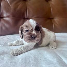Whisky - Brown white and tan female Cocker Spaniel puppy in Floyds Knobs, Indiana from Sweet Tails