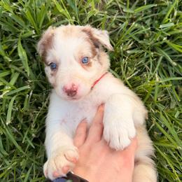 Athena - Red merle female Border Collie puppy in Scottsboro, Alabama from Bear Hollow Border Collies
