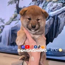 KOTA - Red male Shiba Inu puppy in Minnesota from BonsaiShibas