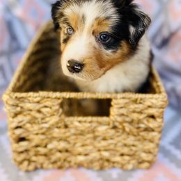 Australian Shepherd Puppies from Jo’s Aussies