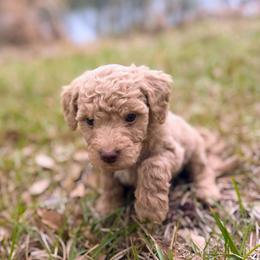 Abliene - Cream female Goldendoodle puppy in Pittsburg, Texas from Grace Springs Goldendoodles