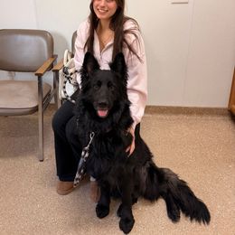 Angel🤍🪽 - German Shepherd