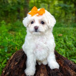 Companion Cross, Havanese, Mal-Shi, Maltese, Maltipoo, Morkie, and Shih Tzu Puppies from Seeking Shalom Acres Maltese, Maltipoos & Havamalts