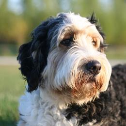 Lady - Bernedoodle