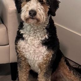 Wrigley - Bernedoodle