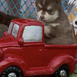 Valentina - Red and white female Pomsky puppy in Spring Hill, Florida from PDQ Pomskies