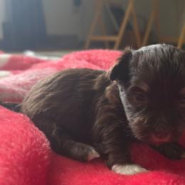 Girl - Chocolate female Havanese puppy in Medina, Ohio from Momma's Minis