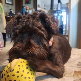 Carrot - Miniature Schnauzer