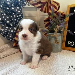 Blaze - Red tri-color male Australian Shepherd puppy in Murrayville, Georgia from Mountain Ridge Aussies