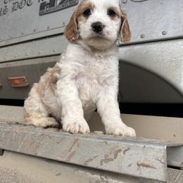 Cockapoo, Cocker Spaniel, and Goldendoodle Puppies from 7 Sisters Cockapoos