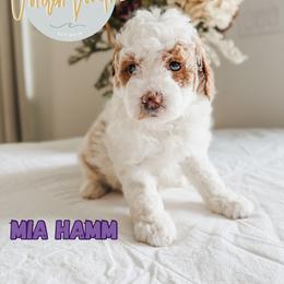 Mia Hamm - Parti female Goldendoodle puppy in Jacksonville, Florida from First Coast Goldendoodles