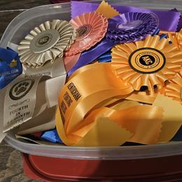 Weimaraner Puppies from So-IN Weimaraner's