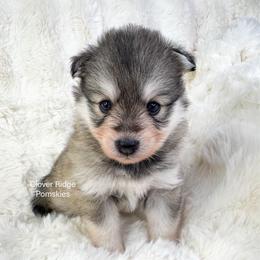 Madison - Silver and white female Pomsky puppy in Sheffield, Iowa from Clover Ridge Pomskies