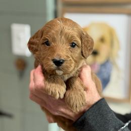 Peace - Red  male Goldendoodle puppy in Wharton, Texas from Little Fur Friends