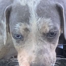 Catahoula Leopard Dogs and Miniature Australian Shepherds from Lava Run Kennels