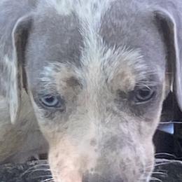 Catahoula Leopard Dogs and Miniature Australian Shepherds from Lava Run Kennels