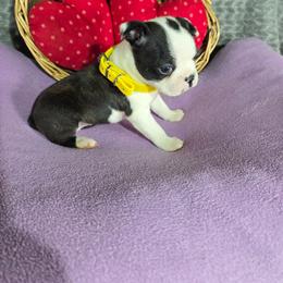 Gail - Black brindle and white female Boston Terrier puppy in Millers Creek, North Carolina from Tumbling Shoals Hilltop Bostons