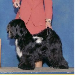 Tibetan Terriers from Kham Ra Tibetan Terriers