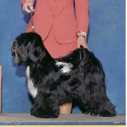 Tibetan Terriers from Kham Ra Tibetan Terriers