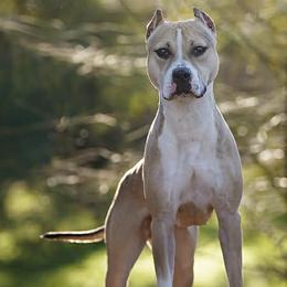 Viper - American Pit Bull Terrier