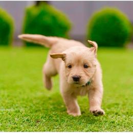 Emma - Golden female Golden Retriever puppy in Oregon from A Goldens First Love
