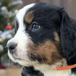Bernedoodles and Bernese Mountain Dogs from Aunt-T’s Australian Shepherds