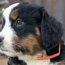 Bernedoodles and Bernese Mountain Dogs from Aunt-T’s Australian Shepherds