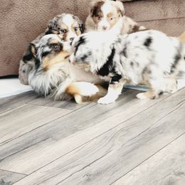 Miniature Australian Shepherd and Toy Australian Shepherd Puppies from Kinsley's Cuties & SouthPaw Creations
